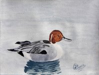 Water Fowl 9x12 WC wc paper.JPG