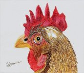 Chicken 5-24 5x6 Derwent Inktense Pencils Pastel Paper.jpg