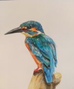 Kingfisher 5x6.jpg