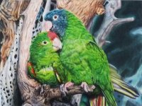 Green Parrots 1.jpg