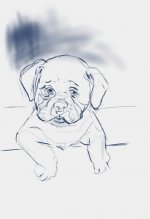 cagnolino1.jpg