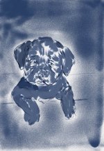 cagnolino2 esperimento non riuscit.jpg