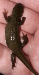 Male Palmate newt.jpg