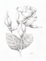 20220127Sk7 Rose and Buds-Ink (PP).png