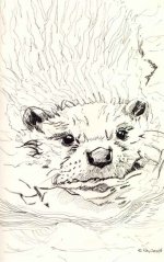 Otter sketch.jpg