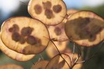 Dried seed pods.jpg