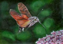 a4 hummingbird hawkmoth a4 ac cp oil.JPG