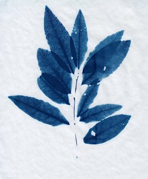 cyanbay.jpg