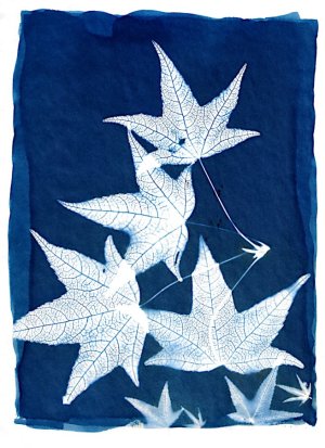 liquidambar.jpg