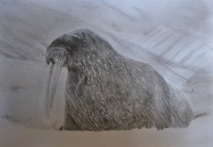 a4 cs walrus graphite.JPG