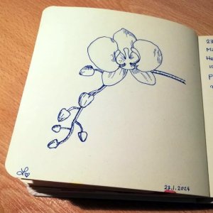 Orchid_2024-01-27.jpeg