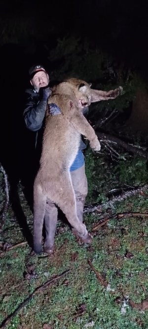 cg cougar killed.jpg