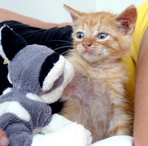 orange tabby kitten.jpg