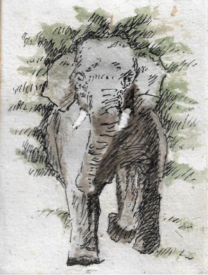 ED sketchbook 1 - Sri Lankan Elephant.jpg