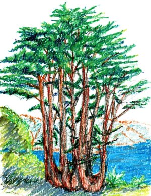 trees at Lincoln Park.jpg