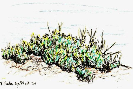 Ice plant sketch at Ritz 2024.jpg