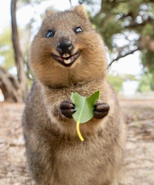 quokka eating leaf.jpg