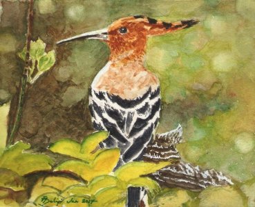 Hoopoe.jpg