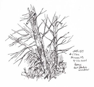 csshfl127tree.jpg