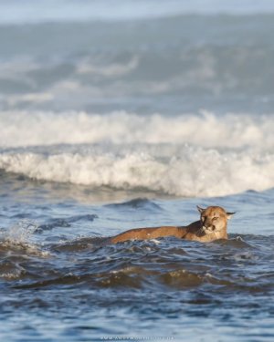 andy woo cougar in surf.jpg