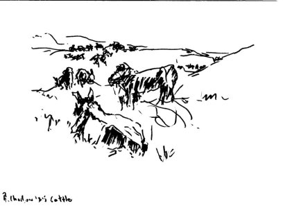 Cowell cows feb 25 A.jpg