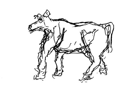 Cowell cows feb 25 B.jpg