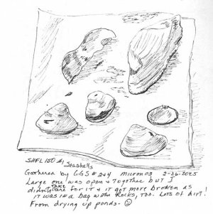 csshfl150seashells.jpg