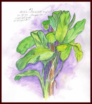 csshfl152green.jpg