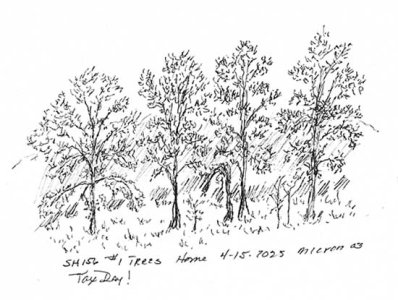 csshfl156trees.jpg