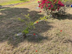 IMG_3163.jpeg