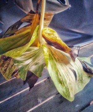 IMG_20250526_125135_HDR.jpg