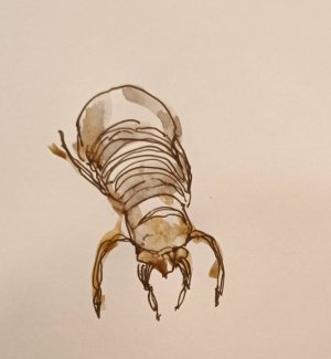 h163_cicada.jpg