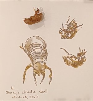h163_cicada-2.jpg