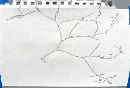 SH165 - 3 - tumbleweed.png