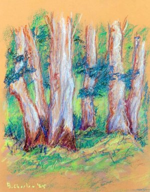 Quarry Park Eucalyptus trunks July 2025.jpg