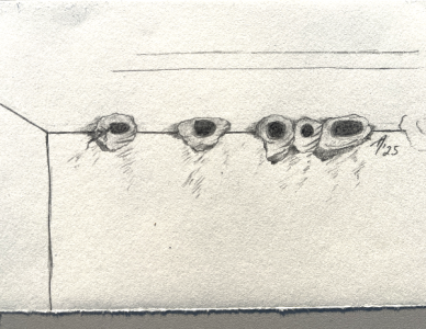 SH166 - 2 - swallow nests.png