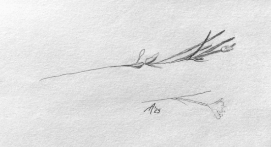 SH170 - 1 - flower sprigs.png