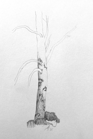 SH170 - 2a - tree unfinished.png