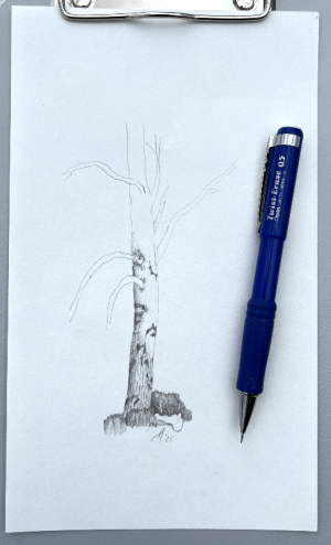 SH170 - 2b - tree unf w-pencil.png