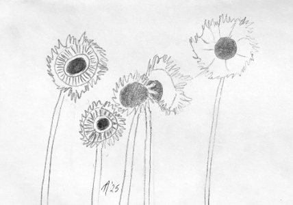 SH171 - 2a - sunflowers.png
