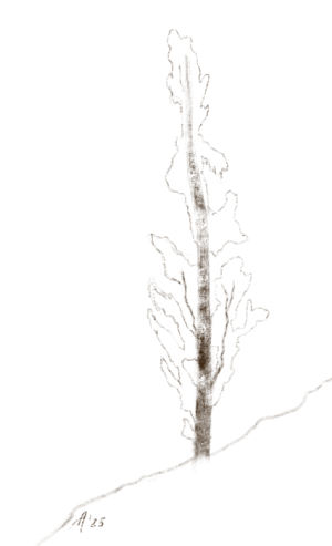 SH172 - tree silhouette.png