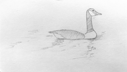 SH172 - 4a - Canada goose at pond.png