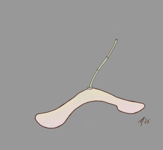 SH172 - 5b - seed pod.png