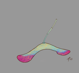 SH172 - 5c - seed pod.png