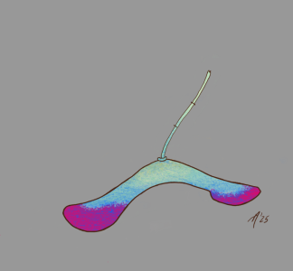SH172 - 5d - seed pod.png