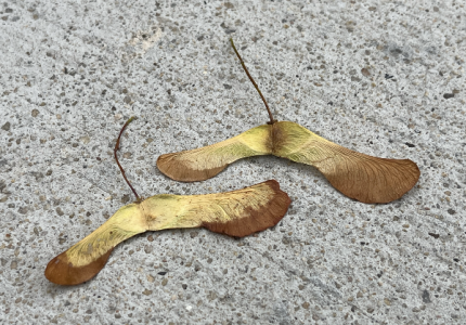 SH172 - 5f - seed pods.png