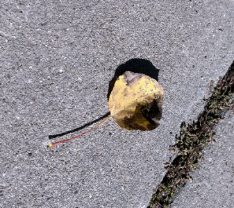 SH172 - 6b - photo of leaf.png
