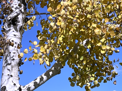 SH172 - 6c - photo of tree.png
