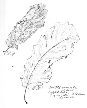 csshfl172leaf.jpg