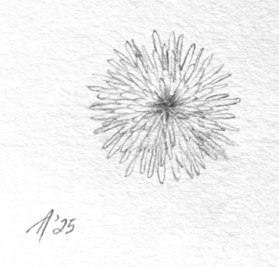 SH173 - 1 - dandelion.png